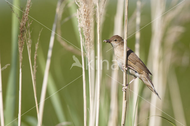 Snor (Locustella luscinioides)