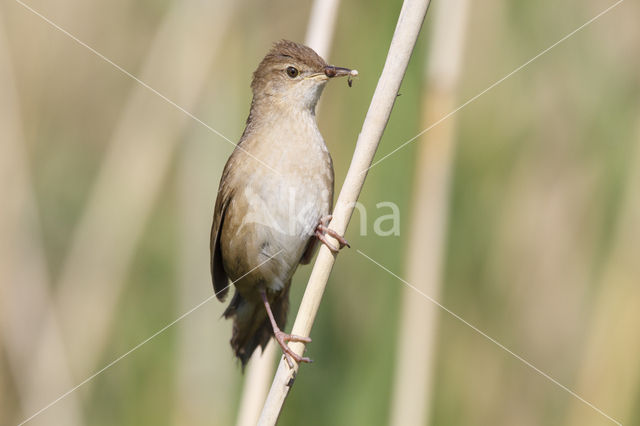 Savi's Warbler (Locustella luscinioides)