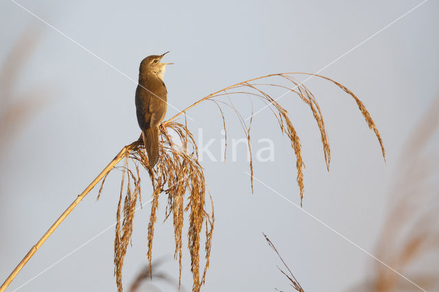 Savi's Warbler (Locustella luscinioides)