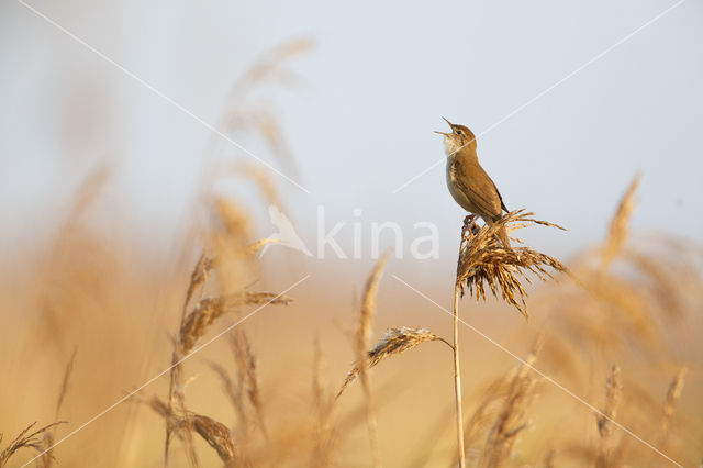 Savi's Warbler (Locustella luscinioides)