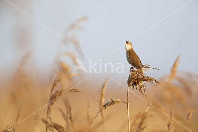 Savi's Warbler (Locustella luscinioides)