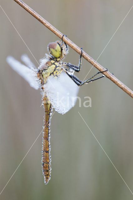 Steenrode heidelibel (Sympetrum vulgatum)