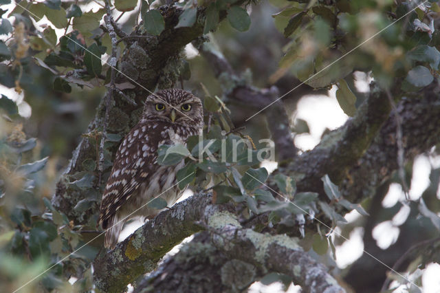 Steenuil (Athene noctua)