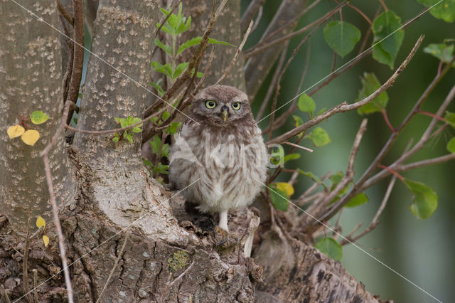 Little Owl (Athene noctua)