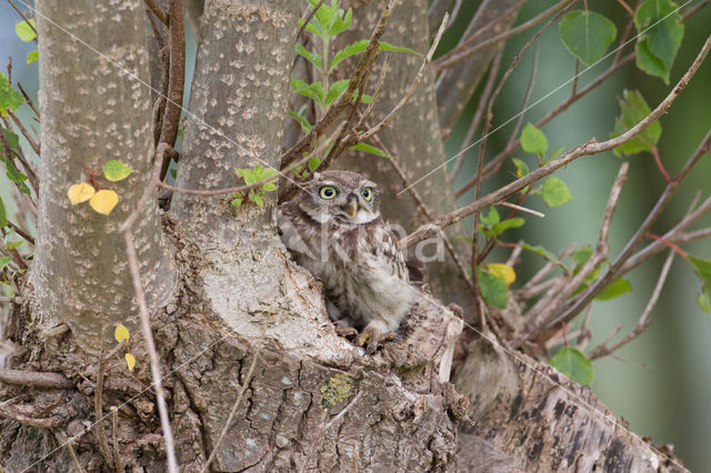 Steenuil (Athene noctua)