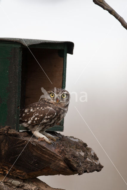 Steenuil (Athene noctua)