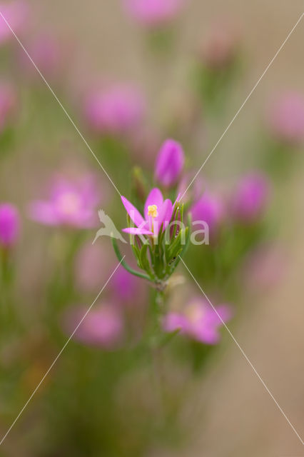 Seaside Centaury (Centaurium littorale)