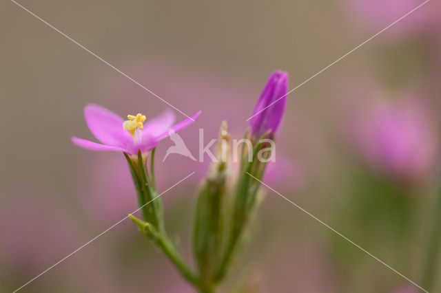 Seaside Centaury (Centaurium littorale)