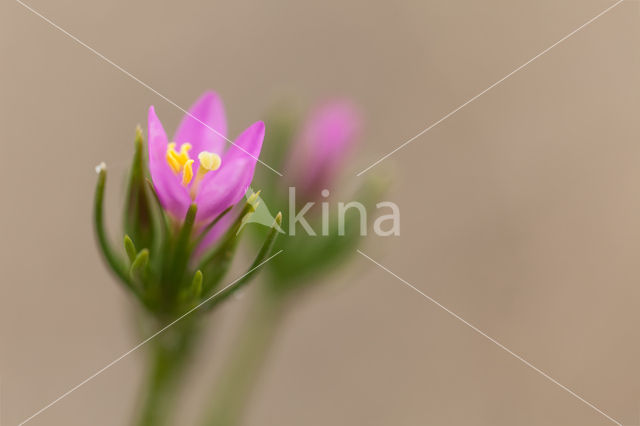 Seaside Centaury (Centaurium littorale)