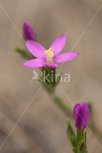 Strandduizendguldenkruid (Centaurium littorale)