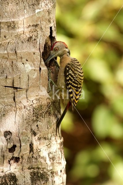 Hispaniolaspecht (Melanerpes striatus)