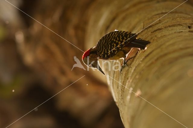 Hispaniolaspecht (Melanerpes striatus)