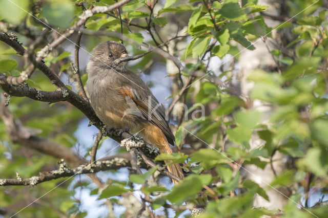 Siberian Jay (Perisoreus infaustus)