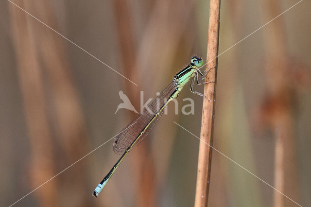 Scarce Blue-tailed Damselfly (Ischnura pumilio)