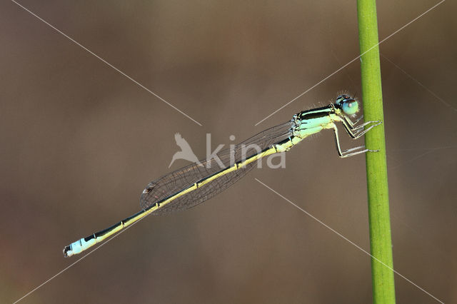 Scarce Blue-tailed Damselfly (Ischnura pumilio)