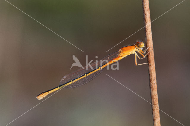 Scarce Blue-tailed Damselfly (Ischnura pumilio)