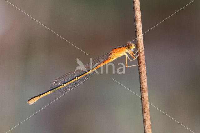 Scarce Blue-tailed Damselfly (Ischnura pumilio)