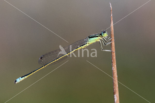 Tengere grasjuffer (Ischnura pumilio)