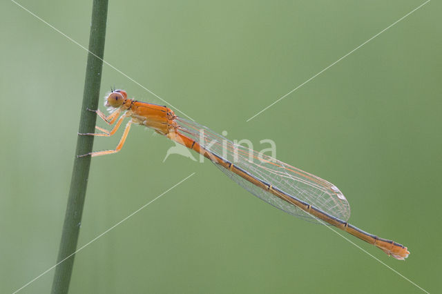 Scarce Blue-tailed Damselfly (Ischnura pumilio)