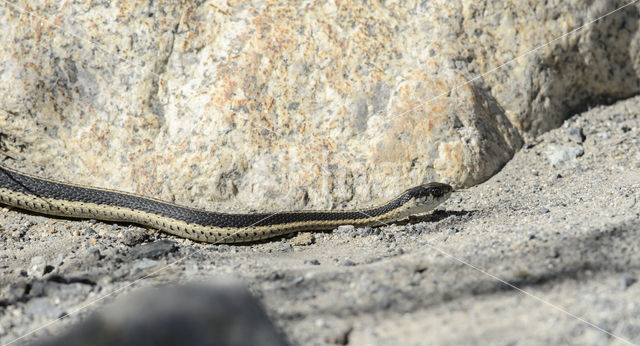 Mountain Garter Snake (Thamnophis elegans elegans)