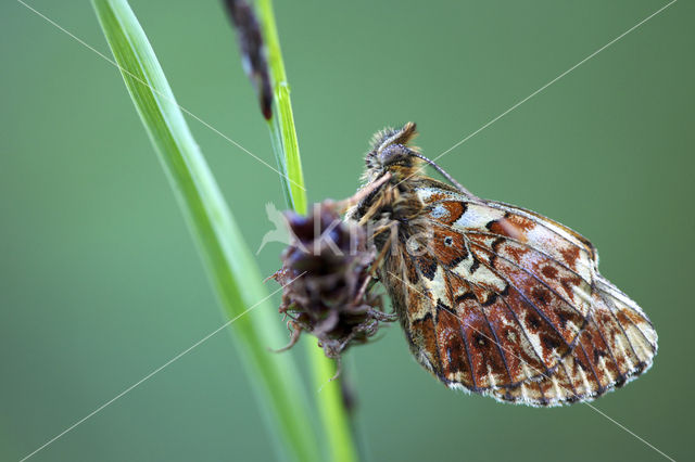 Titania's parelmoervlinder (Boloria titania)