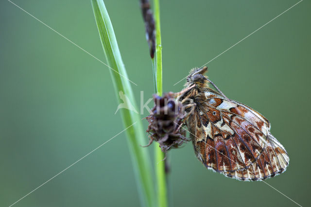 Titania's parelmoervlinder (Boloria titania)