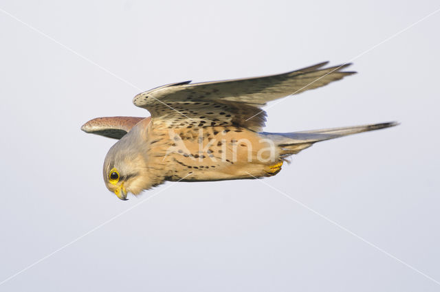 Common Kestrel (Falco tinnunculus)