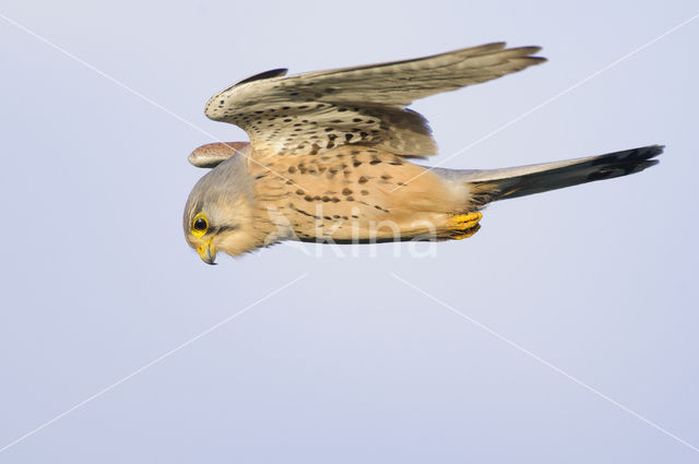 Common Kestrel (Falco tinnunculus)