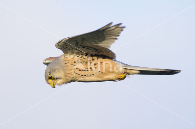 Torenvalk (Falco tinnunculus)