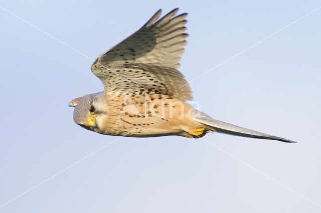 Torenvalk (Falco tinnunculus)