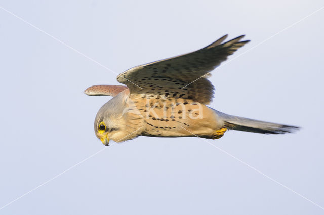 Torenvalk (Falco tinnunculus)