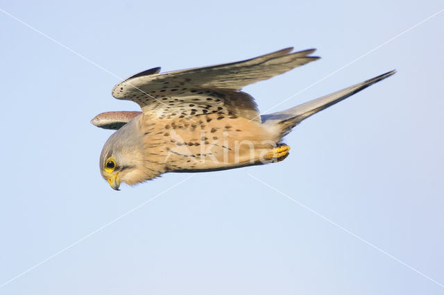 Common Kestrel (Falco tinnunculus)