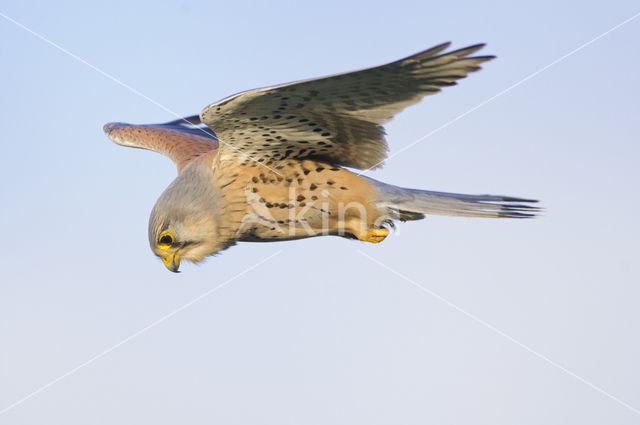 Common Kestrel (Falco tinnunculus)