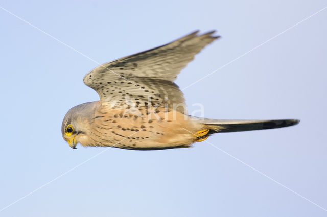 Torenvalk (Falco tinnunculus)