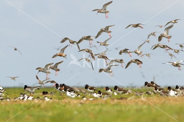 Common Redshank (Tringa totanus)