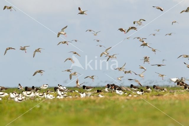 Common Redshank (Tringa totanus)