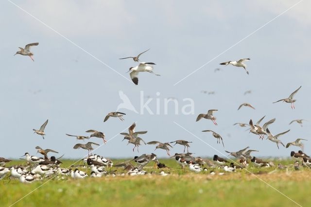 Common Redshank (Tringa totanus)