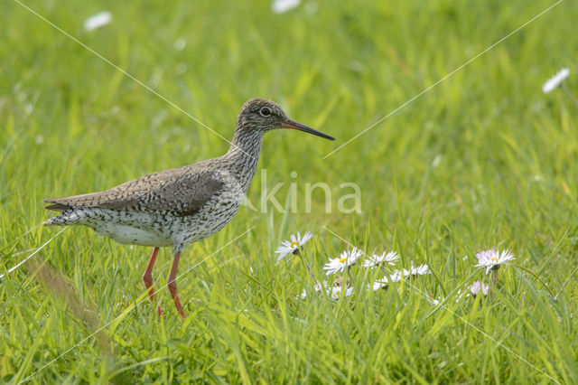 Tureluur (Tringa totanus)