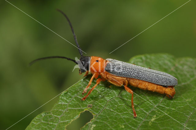 Twin spot longhorn beetle (Oberea oculata)