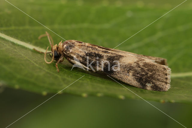 Tweekleurige Lichtmot (Euzophera pinguis)