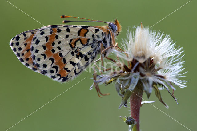 Spotted Fritillary (Melitaea didyma)