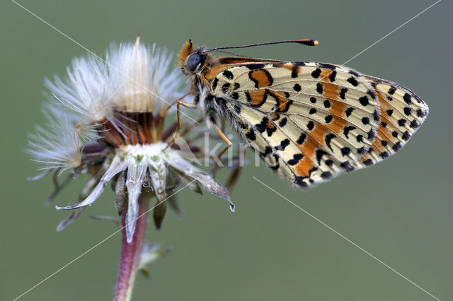 Spotted Fritillary (Melitaea didyma)