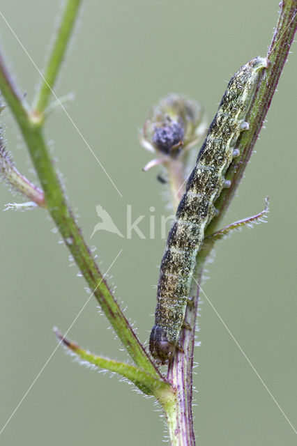 Broad-barred White (Hecatera bicolorata)