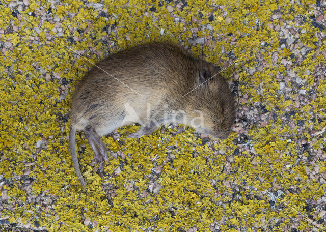 Veldmuis (Microtus arvalis)