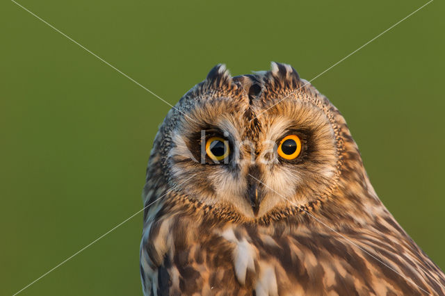 Short-eared Owl (Asio flammeus)