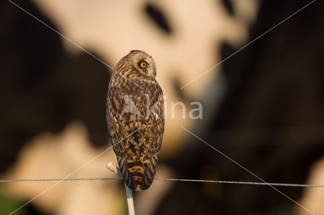 Short-eared Owl (Asio flammeus)