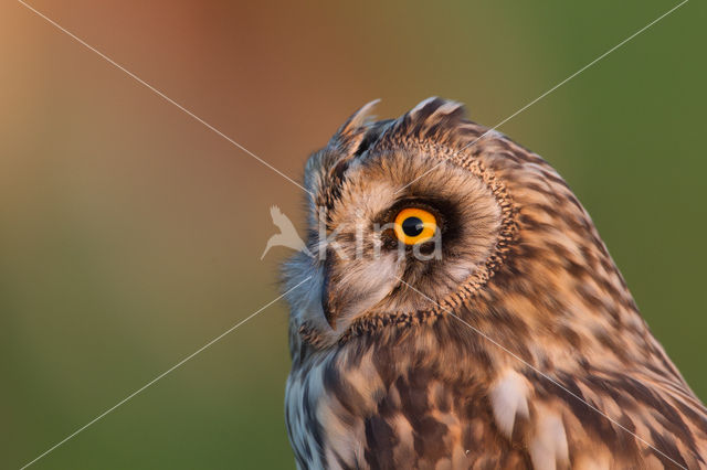 Short-eared Owl (Asio flammeus)