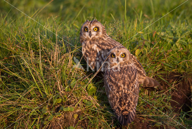 Short-eared Owl (Asio flammeus)