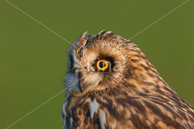 Short-eared Owl (Asio flammeus)