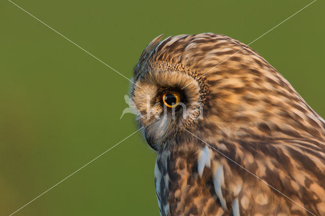 Short-eared Owl (Asio flammeus)